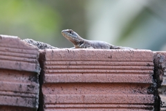 Tropidurus