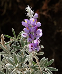 Lupinus altimontanus