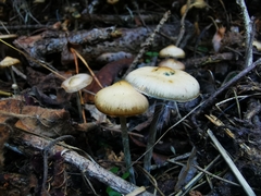 Psilocybe serbica