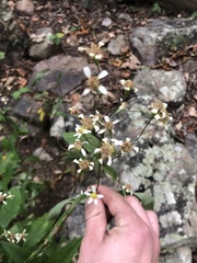 Doellingeria infirma