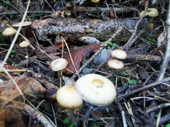 Psilocybe serbica