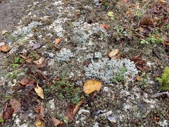 Stereocaulon saxatile