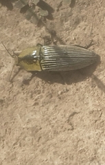 Chalcolepidius