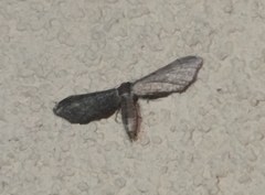 Protoproutia laredoata