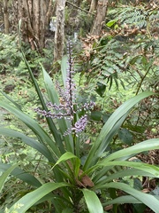 Cordyline stricta