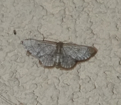 Idaea kendallaria