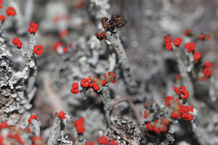 Cladonia floerkeana