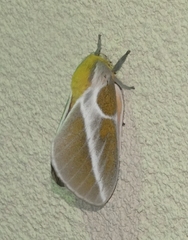 Syssphinx albolineata