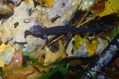 Plethodon montanus