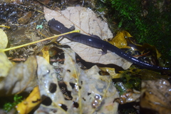 Plethodon montanus