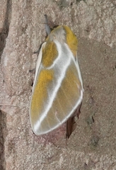 Syssphinx albolineata