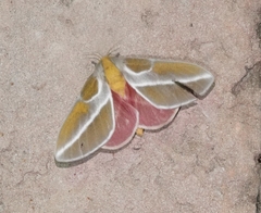 Syssphinx albolineata