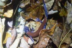 Plethodon yonahlossee