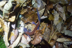 Plethodon yonahlossee
