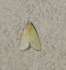Marimatha nigrofimbria
