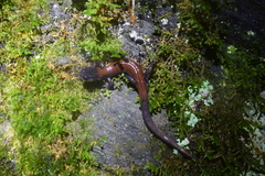 Plethodon yonahlossee