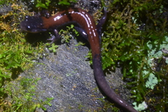 Plethodon yonahlossee