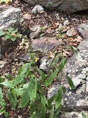 Doellingeria infirma