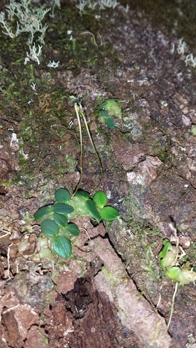Bulbophyllum forsythianum image