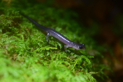Plethodon montanus
