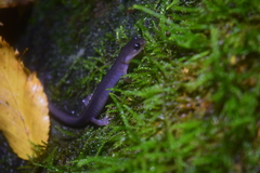 Plethodon montanus