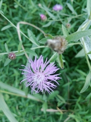 Centaurea