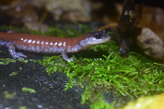 Plethodon yonahlossee