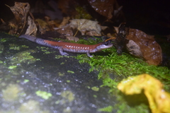 Plethodon yonahlossee