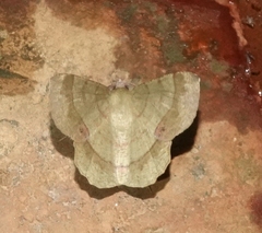 Erastria decrepitaria