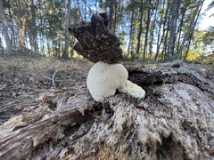 Hericium erinaceus