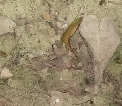 Eleutherodactylus campi