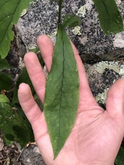 Doellingeria infirma