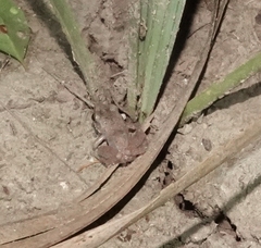 Eleutherodactylus campi