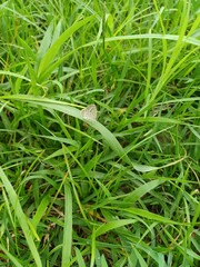 Pseudozizeeria maha okinawana