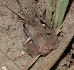Eleutherodactylus campi