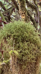 Rhytidiadelphus loreus