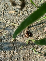 Papilionoidea