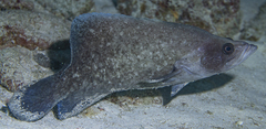 Rypticus saponaceus