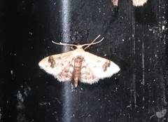 Idaea asceta