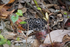 Sistrurus miliarius barbouri