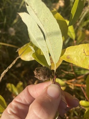 Rabdophaga salicisgnaphalioides