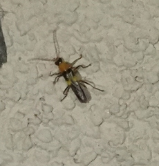 Belotus bicolor