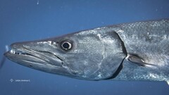 Sphyraena barracuda