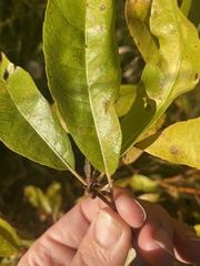 Rabdophaga salicisgnaphalioides