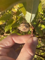 Rabdophaga salicisgnaphalioides
