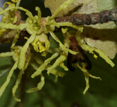 Toxonevra superba