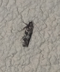 Filatima