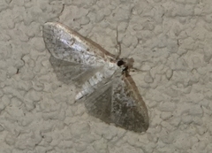 Palpita freemanalis