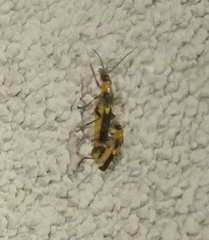 Belotus bicolor
