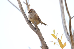 Spizelloides arborea